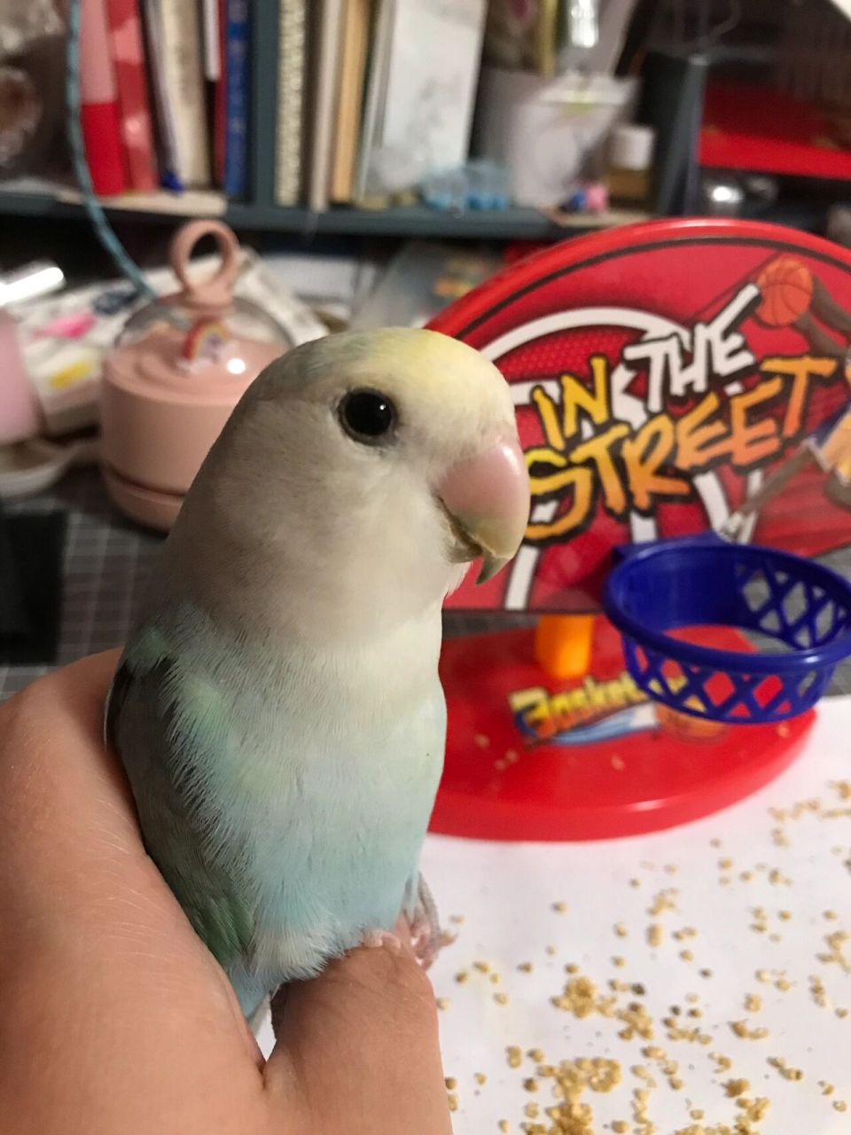 牡丹鹦鹉的嘴巴有裂痕 麻烦大家帮忙看看 它的嘴巴怎么了 为什么有