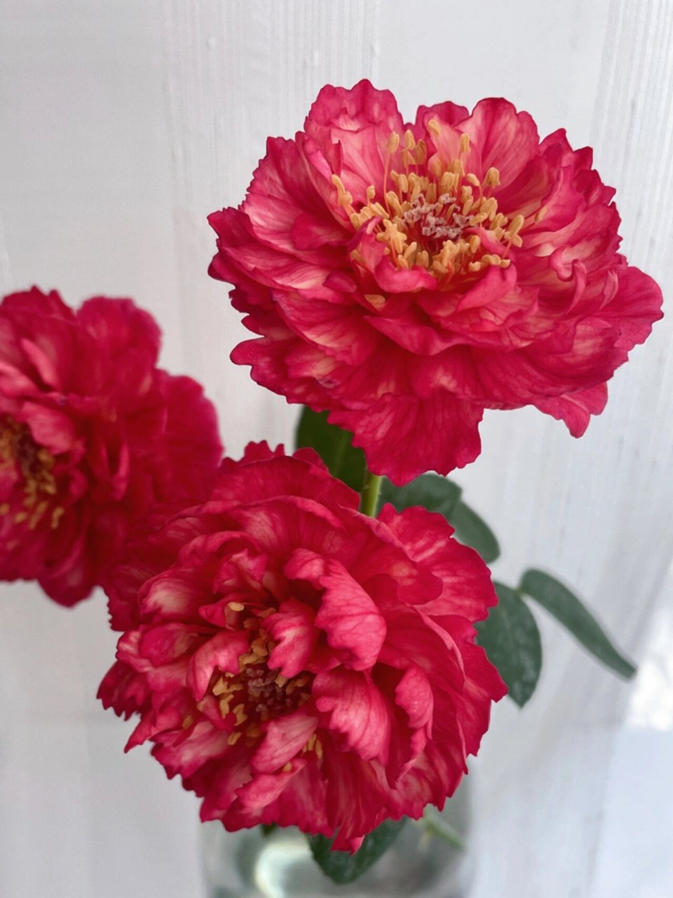 【月季日记】真彩230—人间富贵花 我家有两棵真彩 一棵230一棵法国马