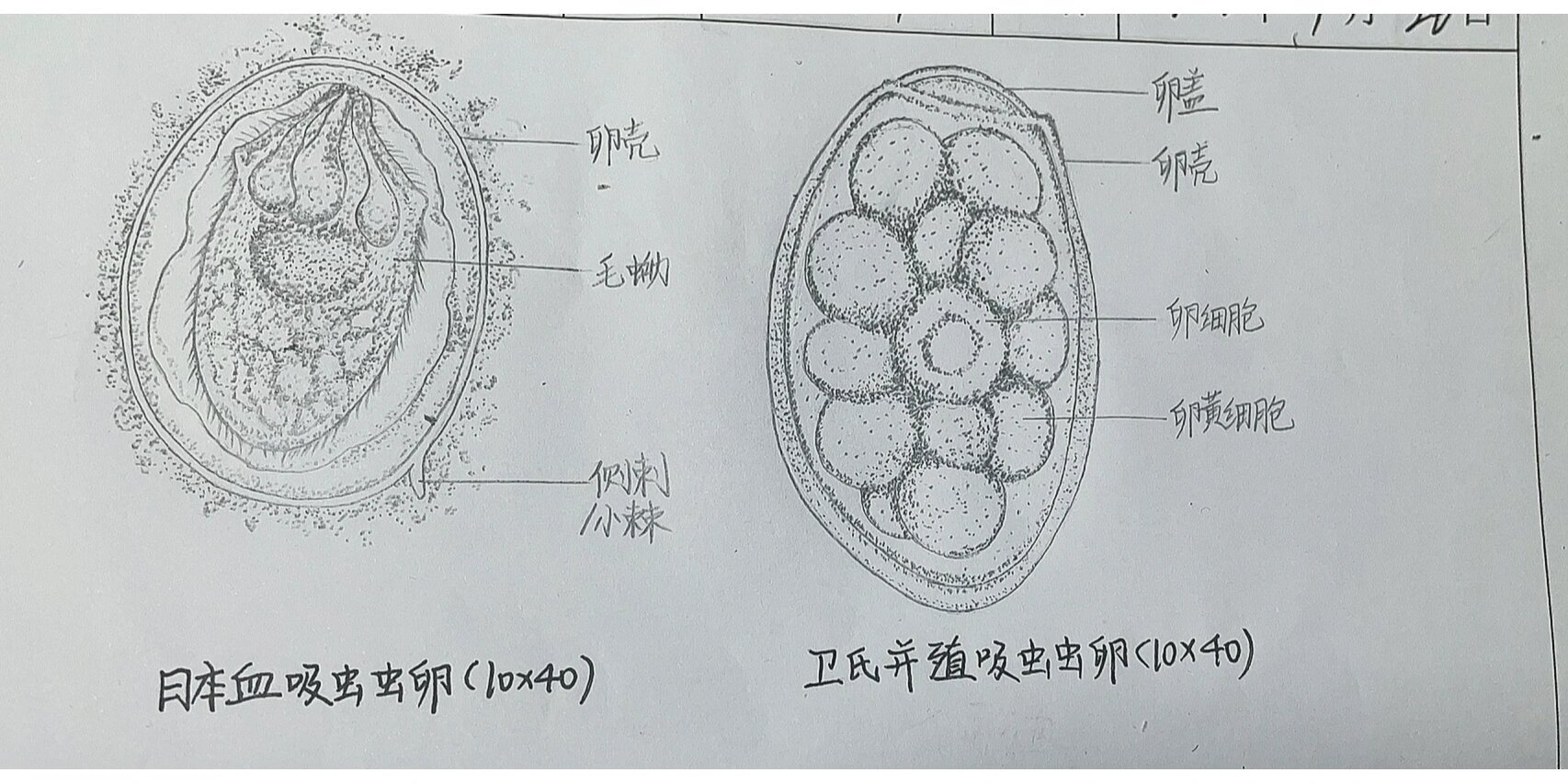 日本血吸虫虫卵结构图图片