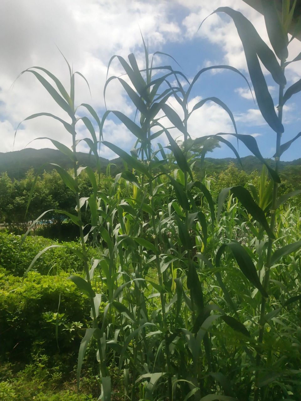 玉米树长这么高怎么还没有结玉米?
