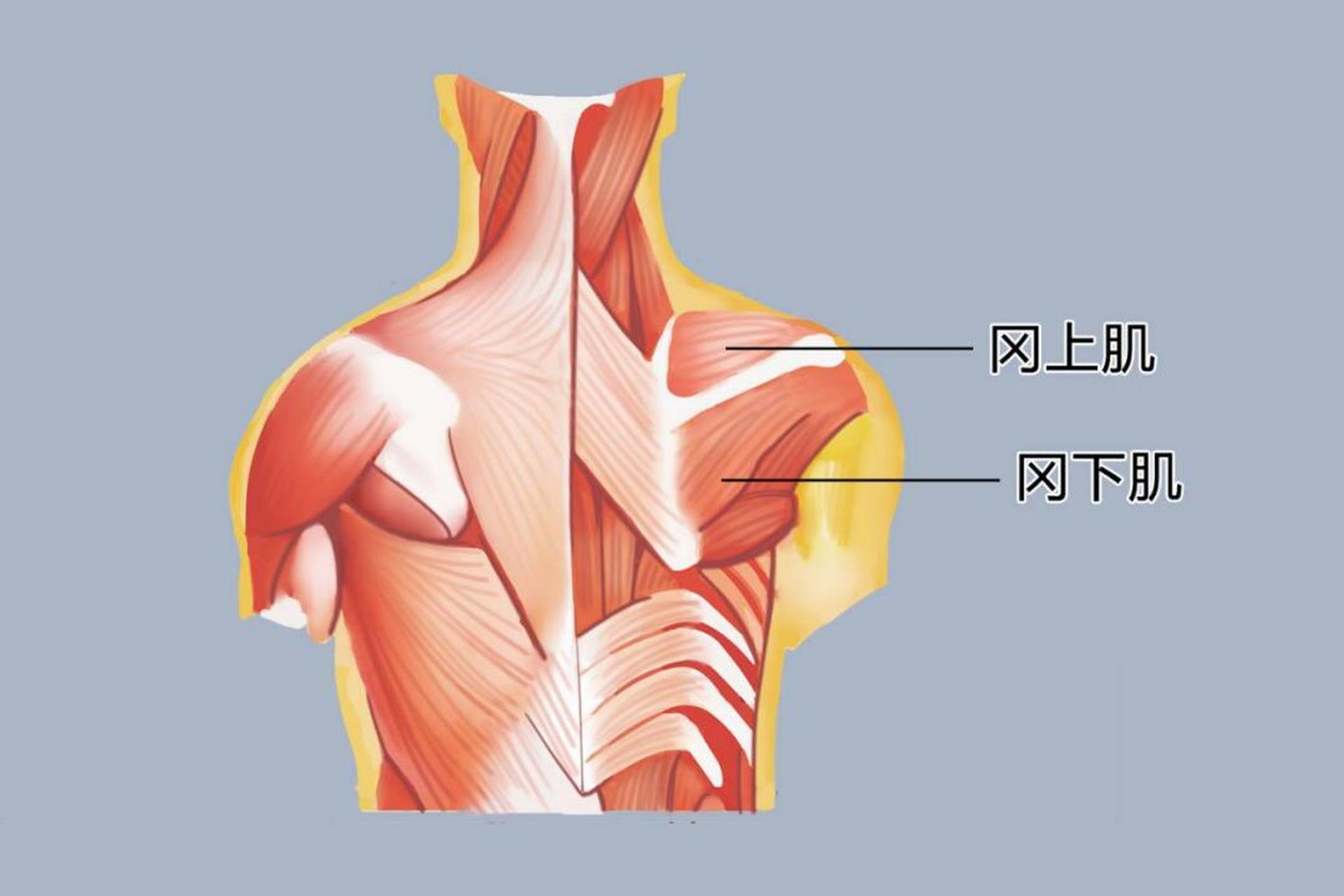 98冈下肌位于肩胛骨冈下窝内,其起始于肩胛骨冈下窝,止于肱骨大结节