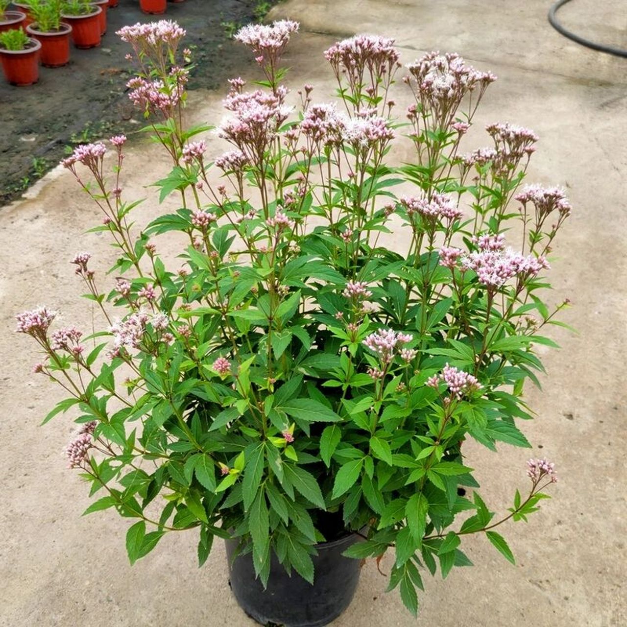 花境植物第22弹——大麻叶泽兰 麻叶泽兰高可达100厘米.