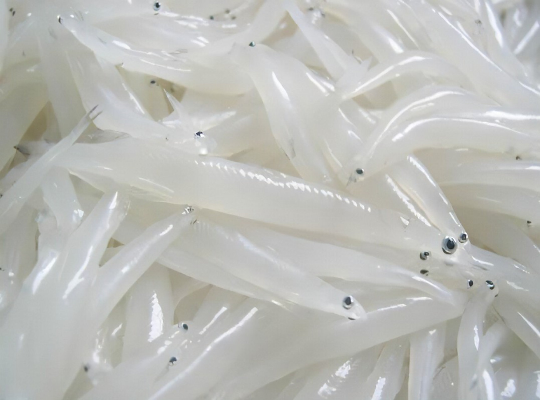 野生小银鱼--儿童补钙神器 小银鱼,又名加利福尼亚小银鱼,是一种小型