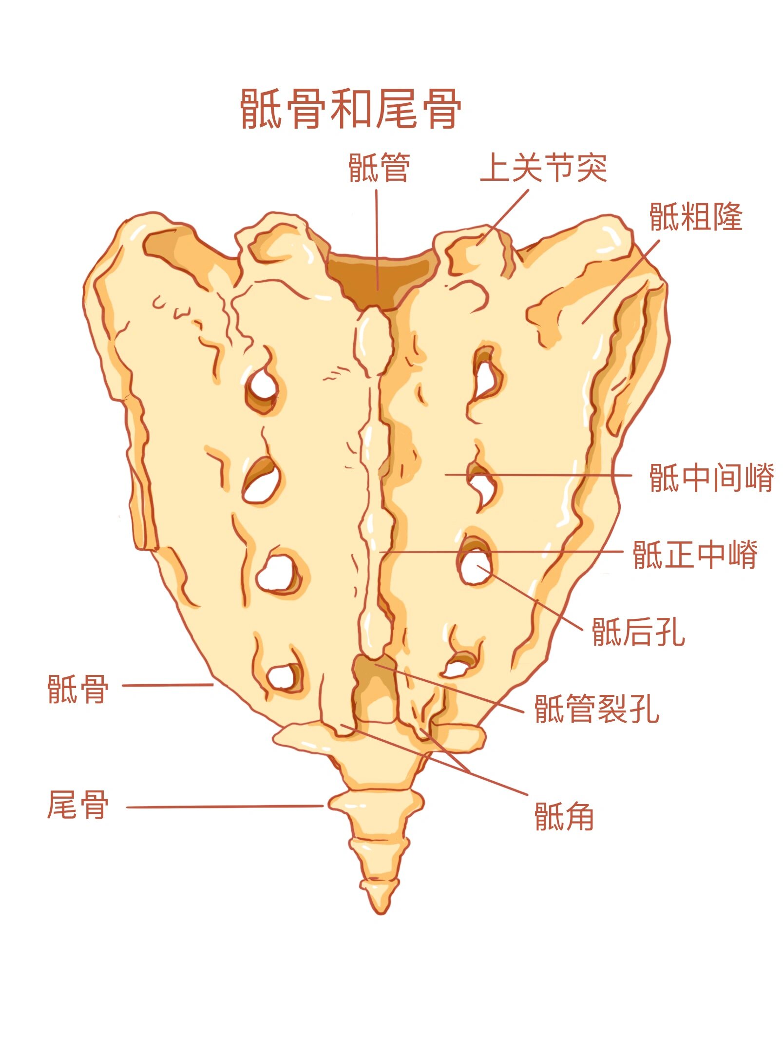 骶角图片