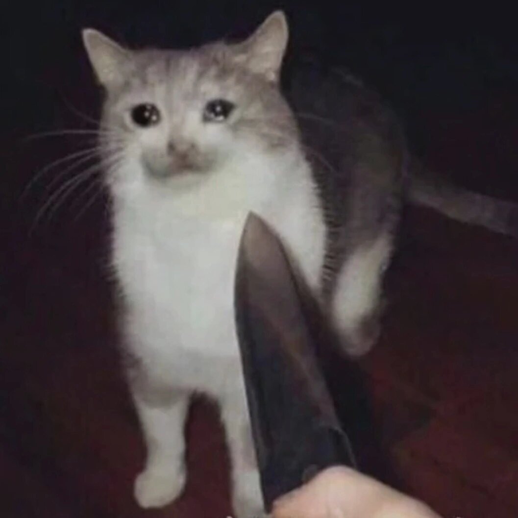 流泪猫猫头表情包