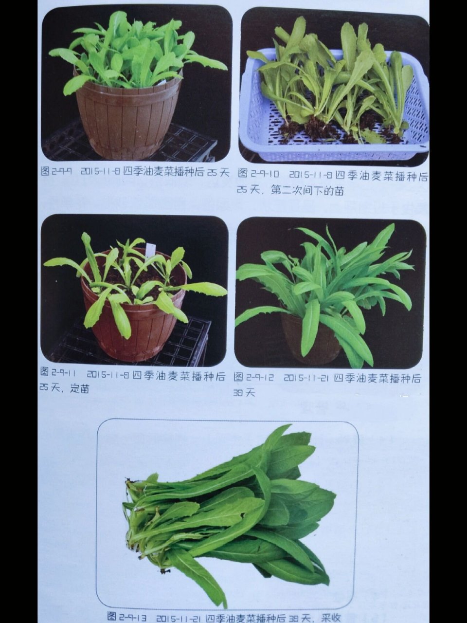 油麦菜简介图片