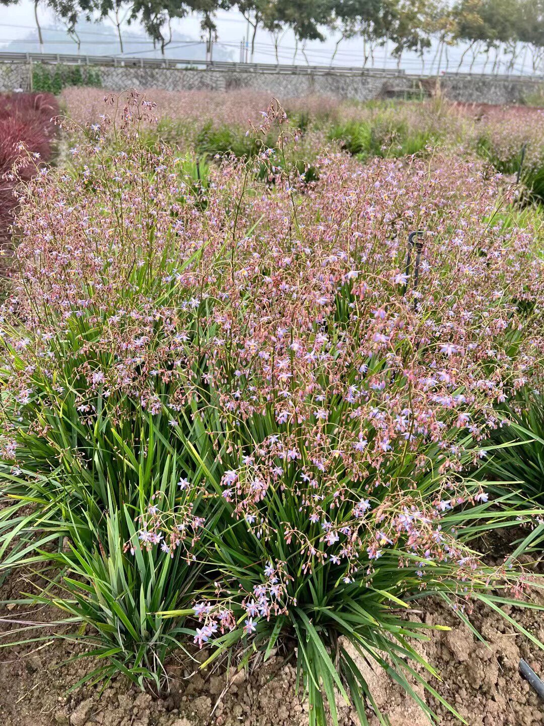 山菅兰
