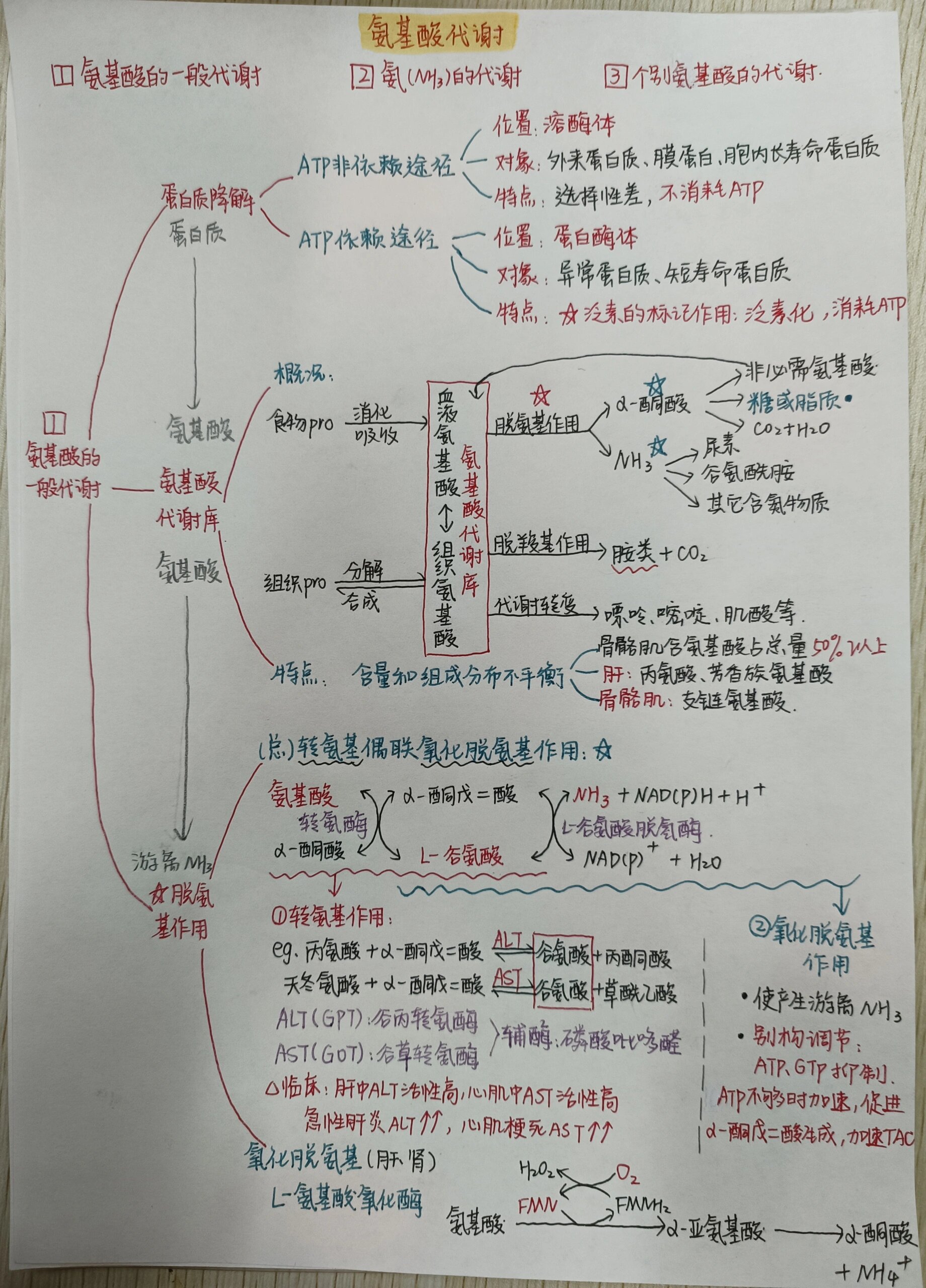 【生化】氨基酸代谢