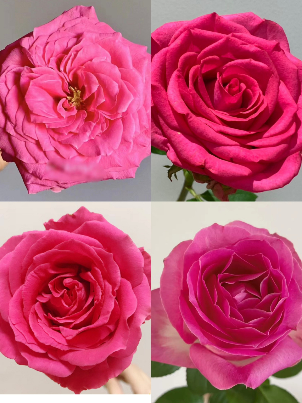 识花系列 | 一次认识16款玫红色系玫瑰  这朵世间最美好的玫瑰,星尘为