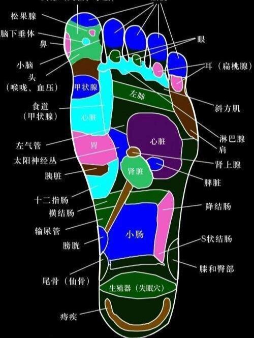 腿上对应的五脏六腑图图片