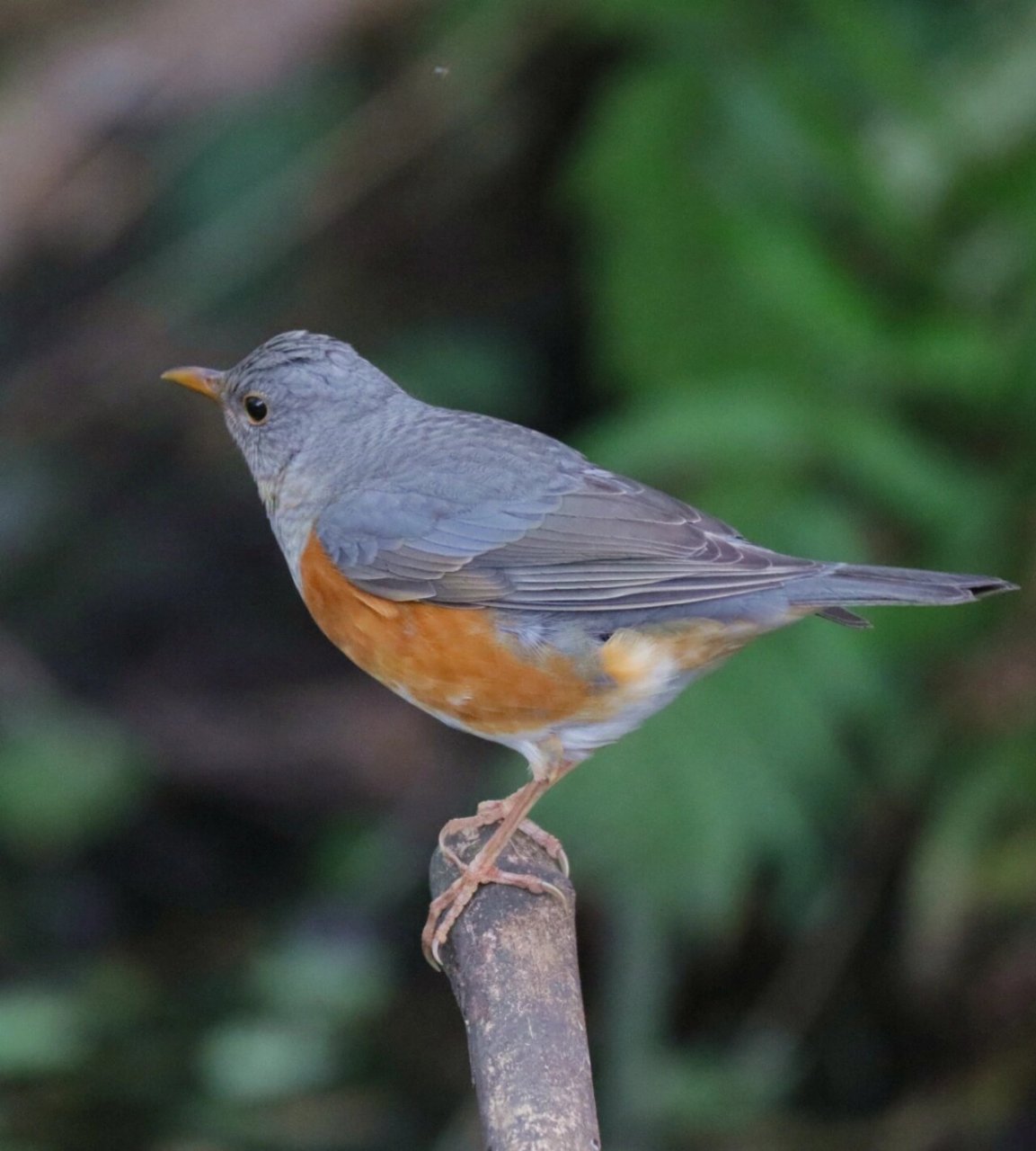 今日野拍～灰背鸫   鸫类鸟是一个大家族,常见的乌鸫,不算常见的