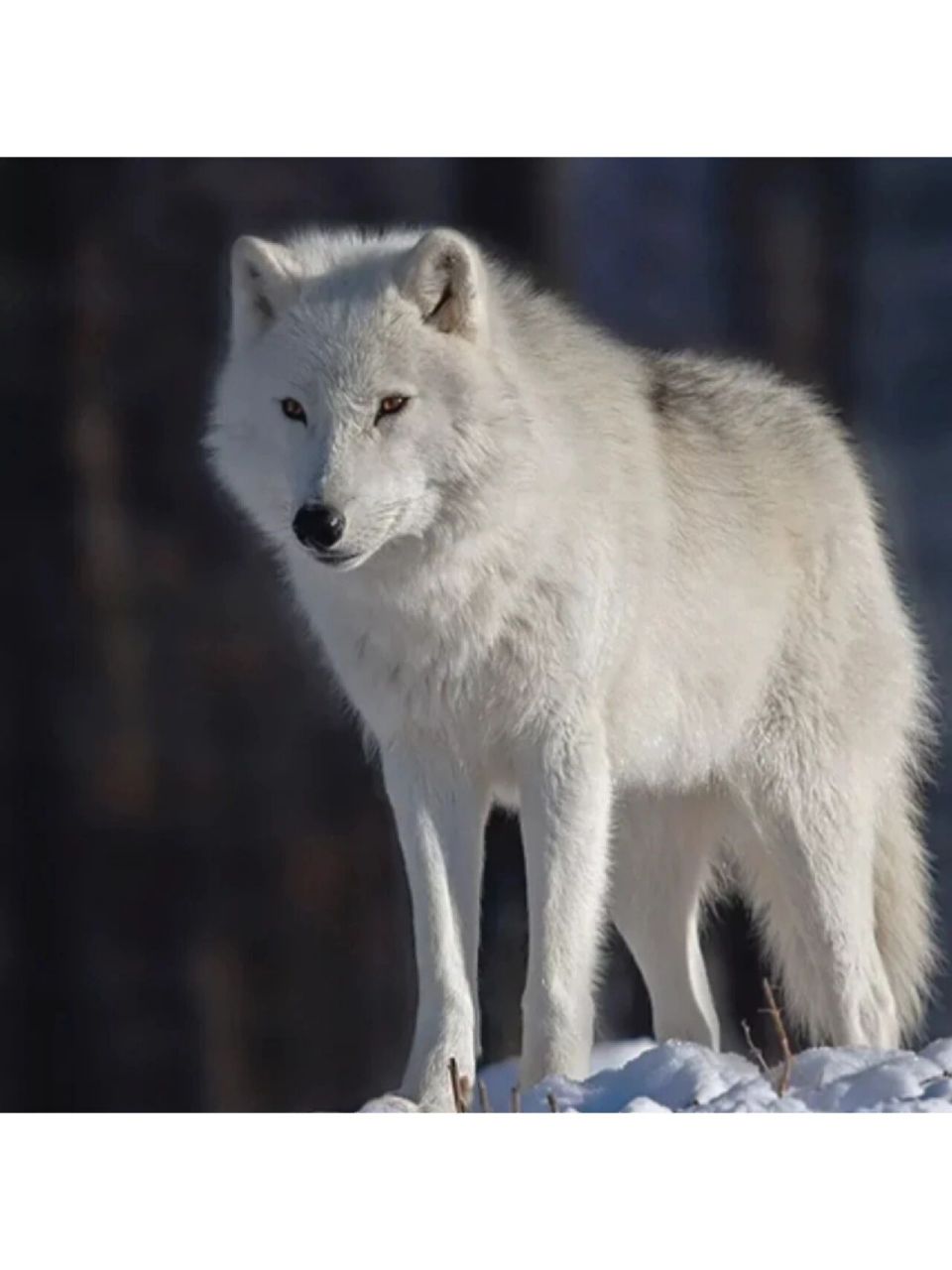 北美白狼科普 今天我们再来科普一下浑身雪白没有一根杂毛的北美白狼.
