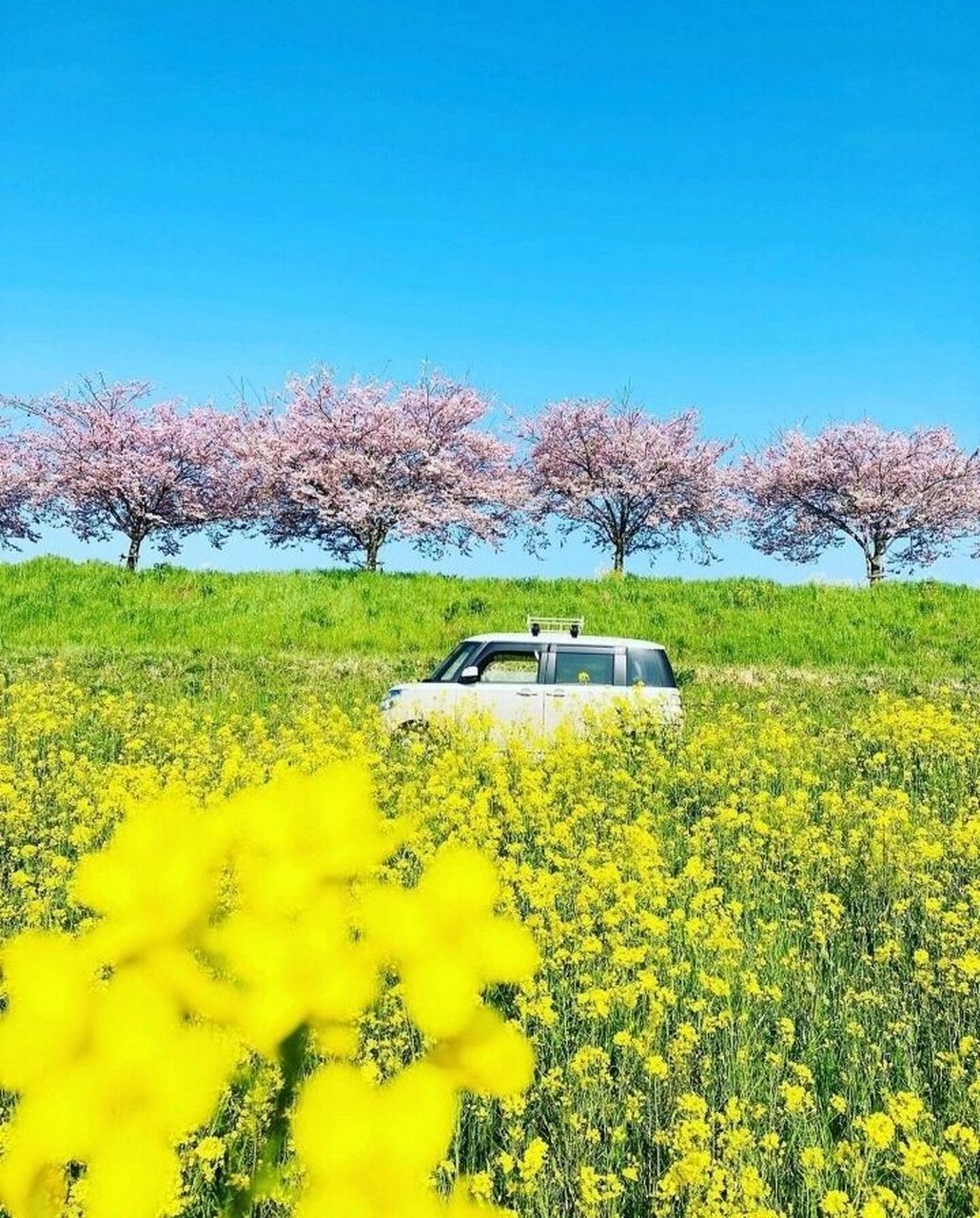 笔记灵感# 深度游栃木县,最印象深刻的就是小山城的思川樱,一种由