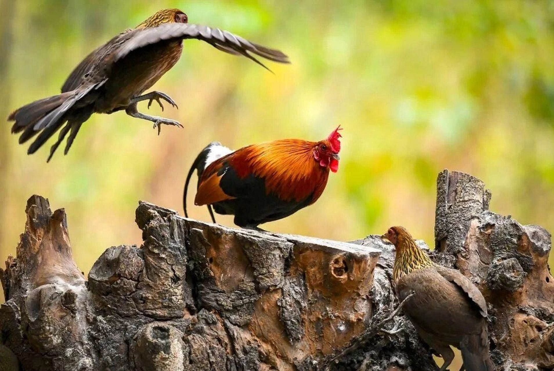 信宜三唛顶小红原鸡(山鸡)图片 (山鸡)养殖