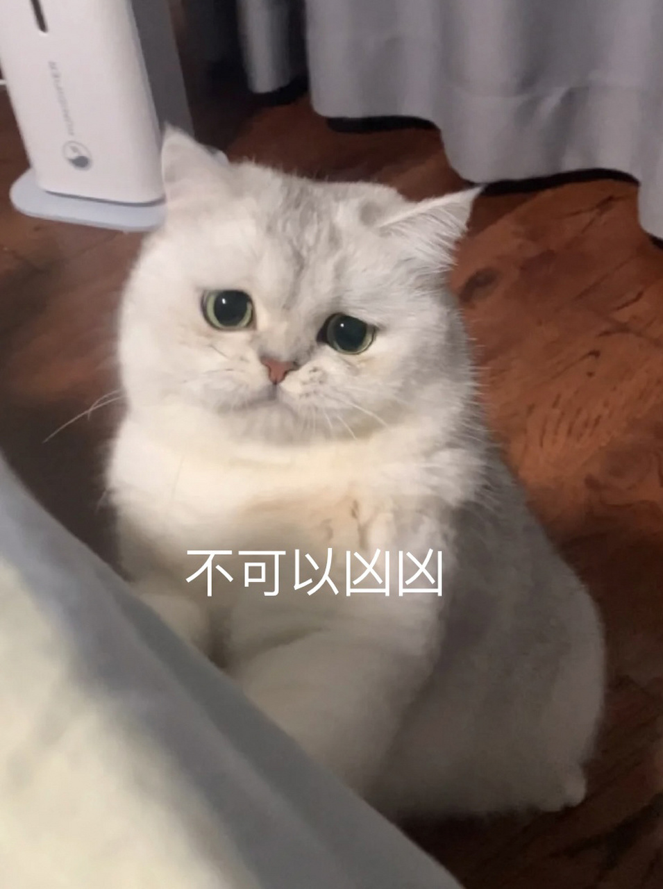 委屈猫猫年度委屈表情包 据说谈恋爱没用过凡凡的委屈表情包,都是不