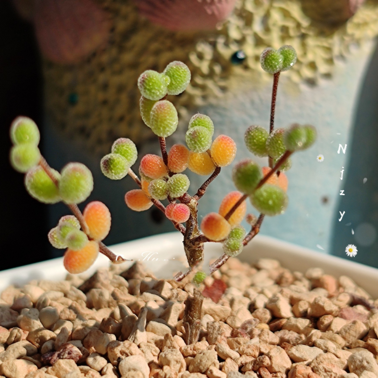 糖球枝干,夏季种植养护 枝干番杏糖球枝干,叶片秋冬春季呈现糖果色调