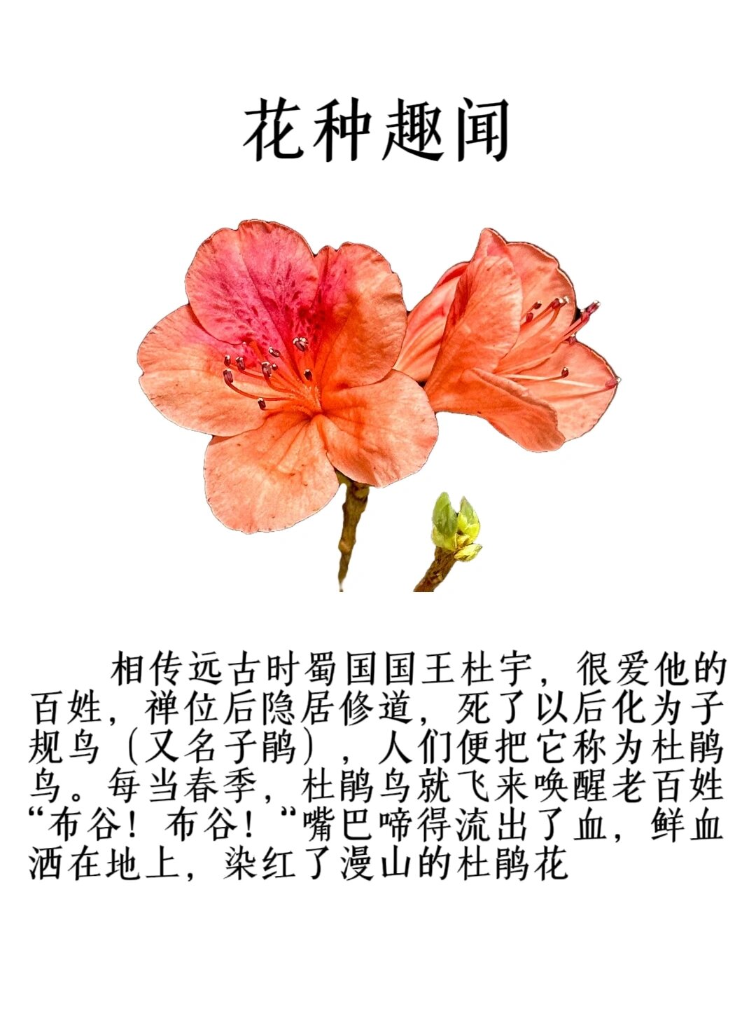 每日识一花|杜鹃花