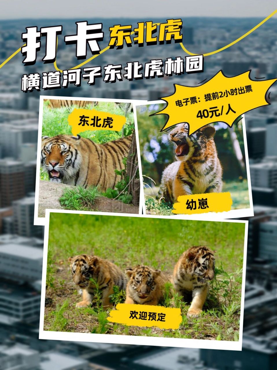 横道河子东北虎林园门票 横道河子虎园电子票:40元/人 备注:预定2小时