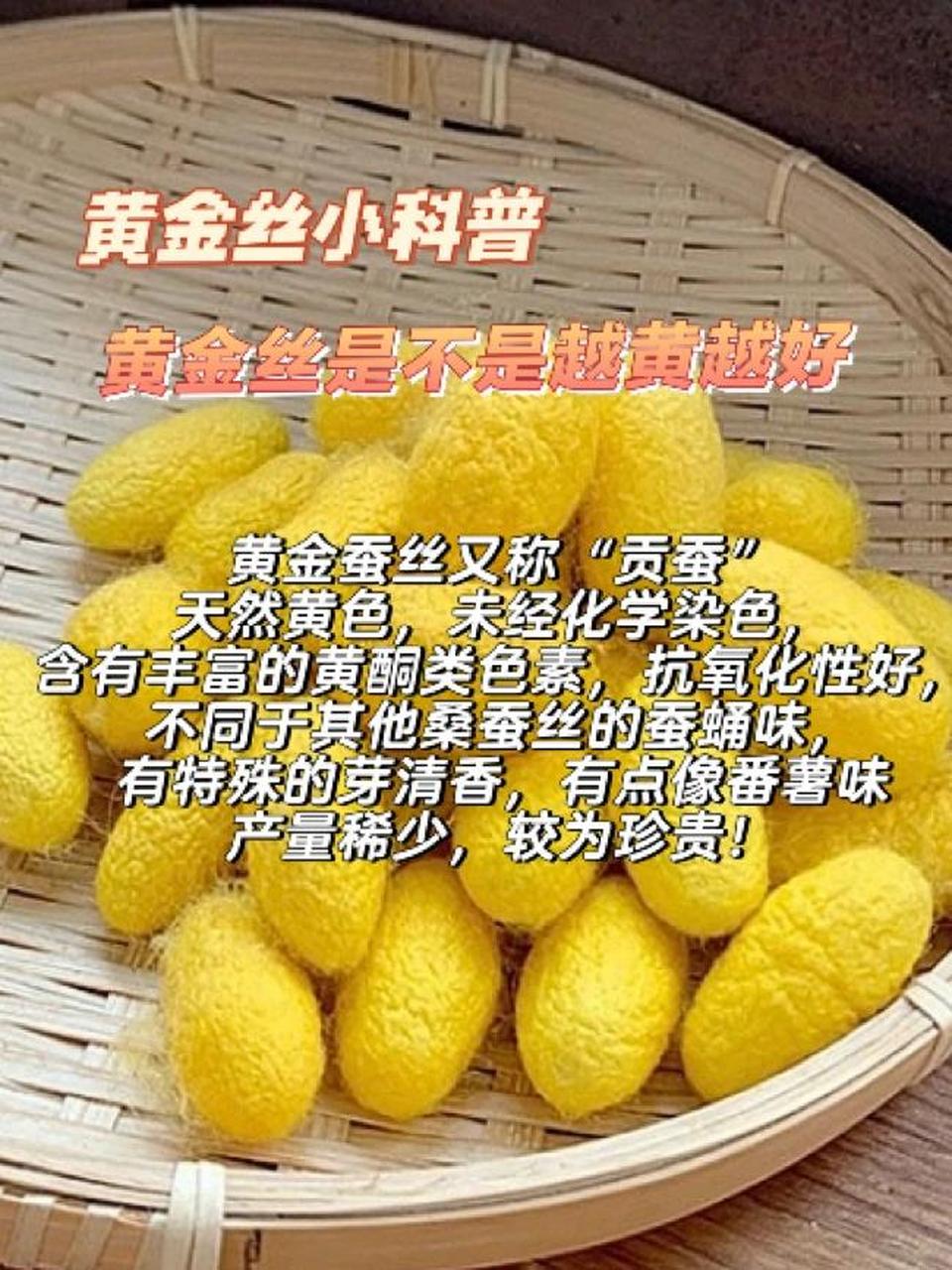 黄金丝顾名思义就是金黄色的蚕丝,由于蚕种的不同,结成的茧子是金