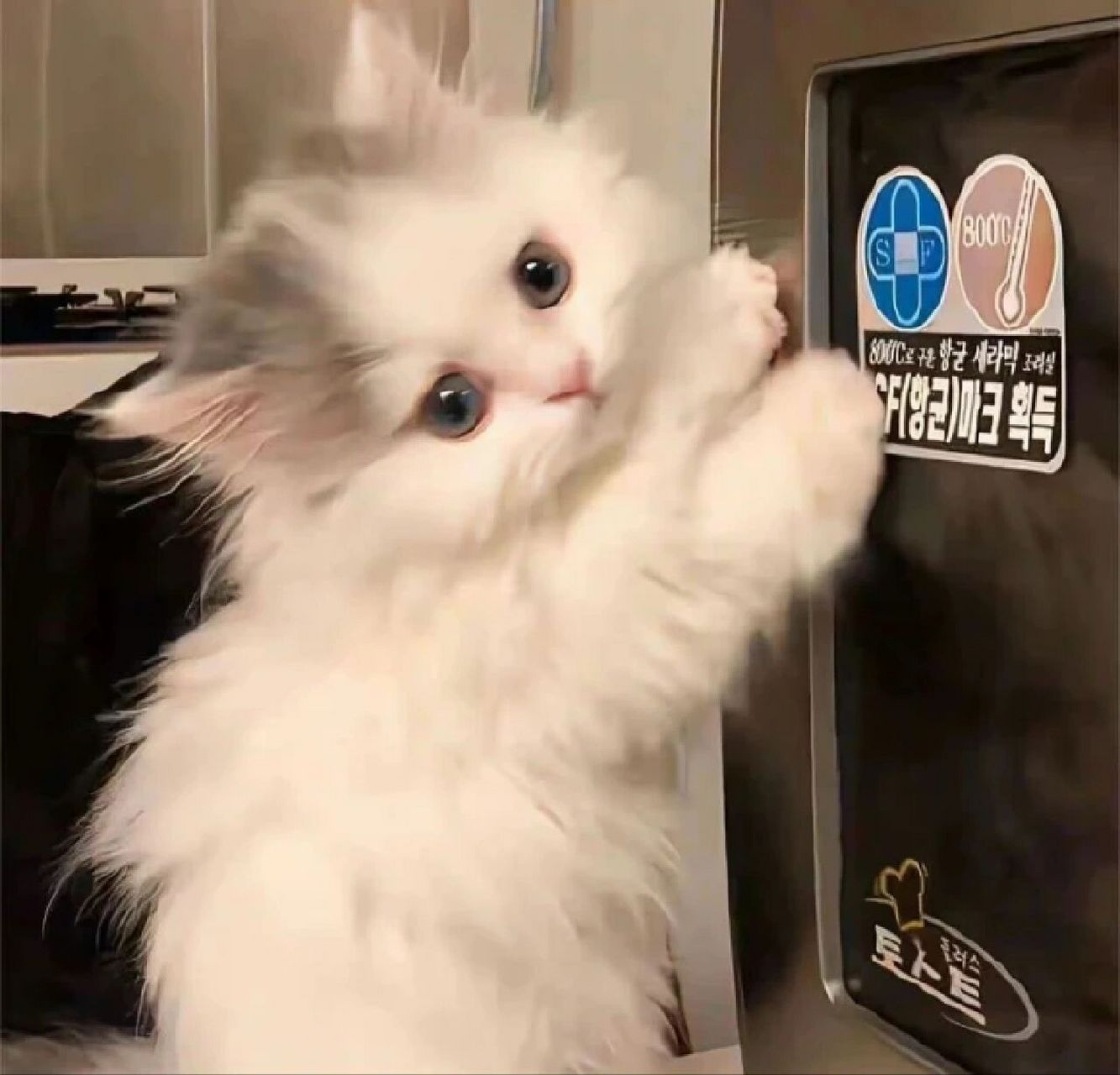 最萌猫咪头像 排名图片