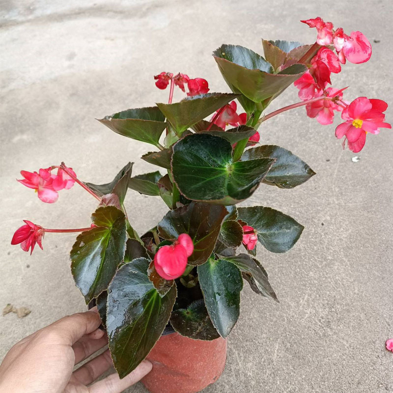 夏天主角大花海棠 大花海棠,叶片为心形,花色亮艳,花朵大.