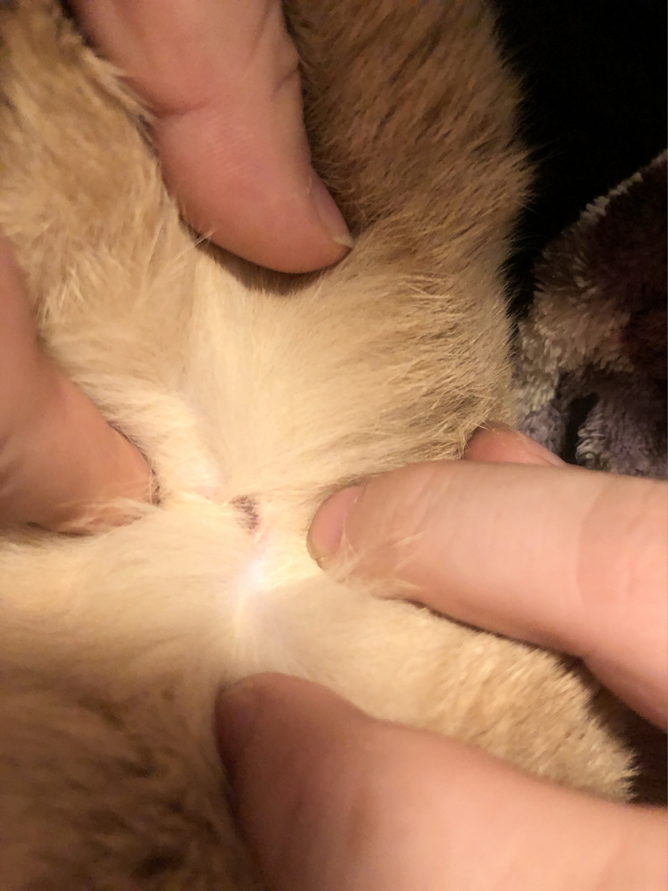 突然摸到猫咪脖子上有一个结痂,摸起来中间像有个洞一样凹下去的