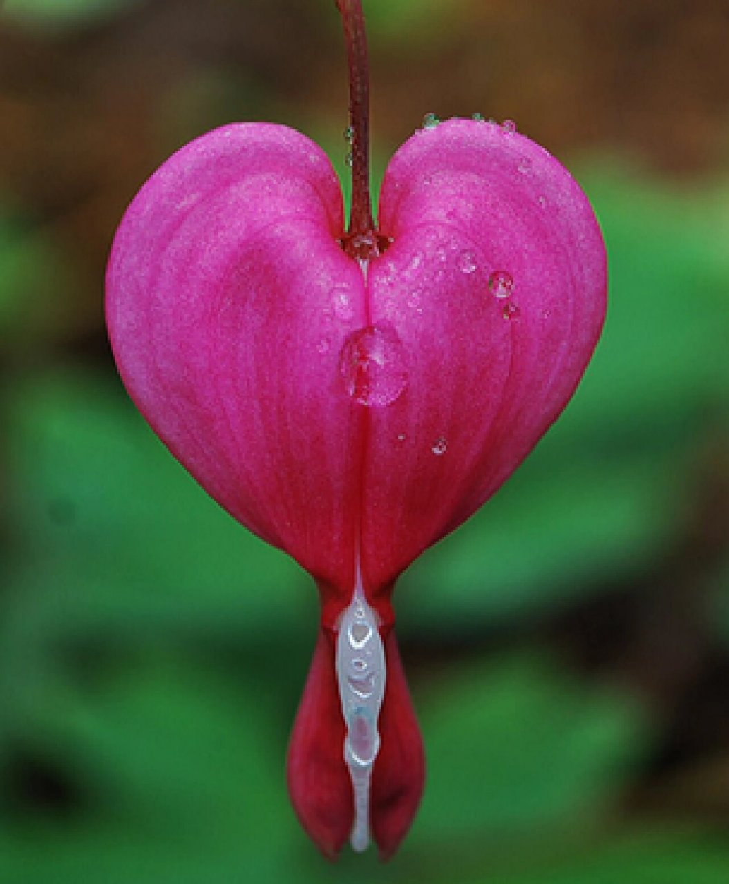 fukuhara),为罂粟科,荷包牡丹属多年生草本植物,株高30～60cm.