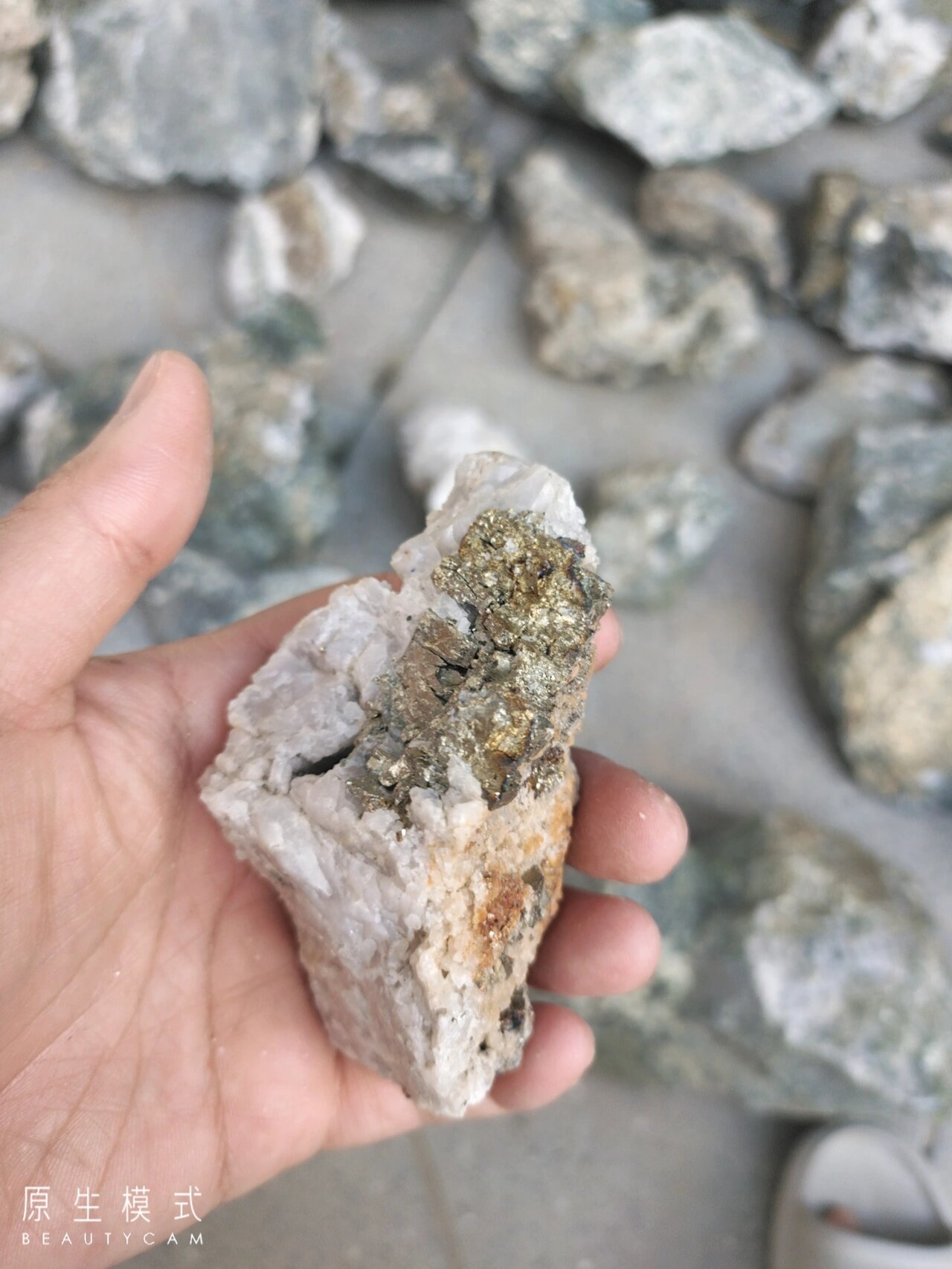 三门峡金矿随手捡矿石 金光闪闪的明金矿石 可以带回青岛摆件