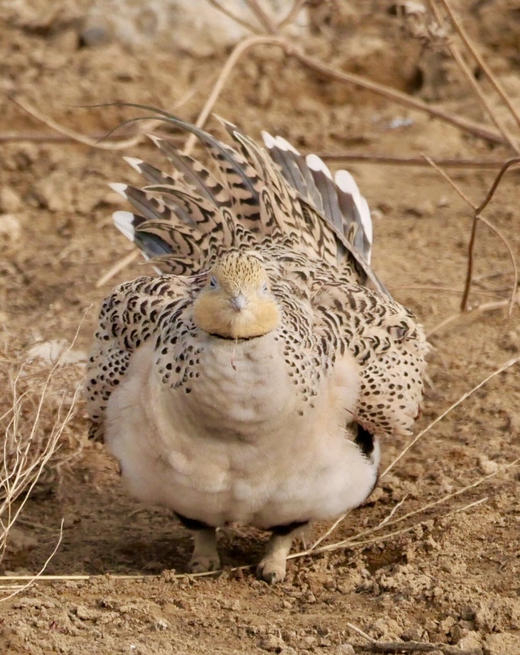 毛腿沙鸡 北京最近的明星鸟.