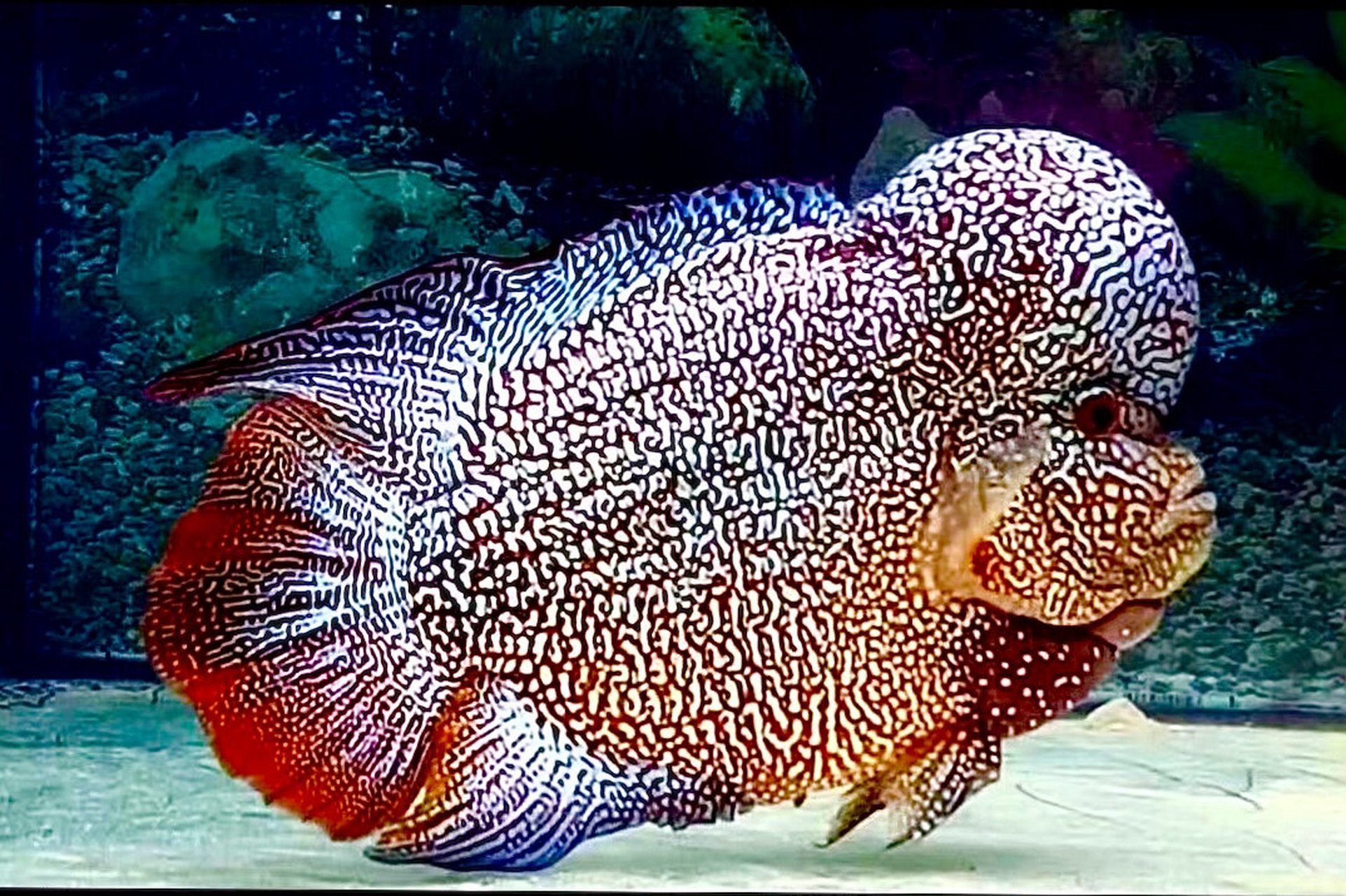 马来西亚金花罗汉鱼的美