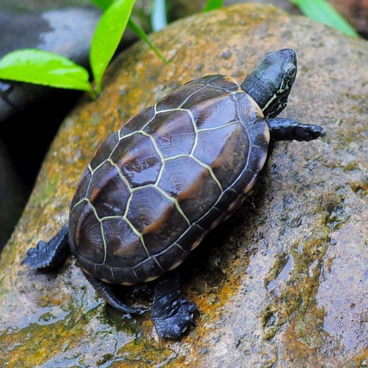 中华草龟是中国特有的一种陆生爬行动物,被誉为活化石.