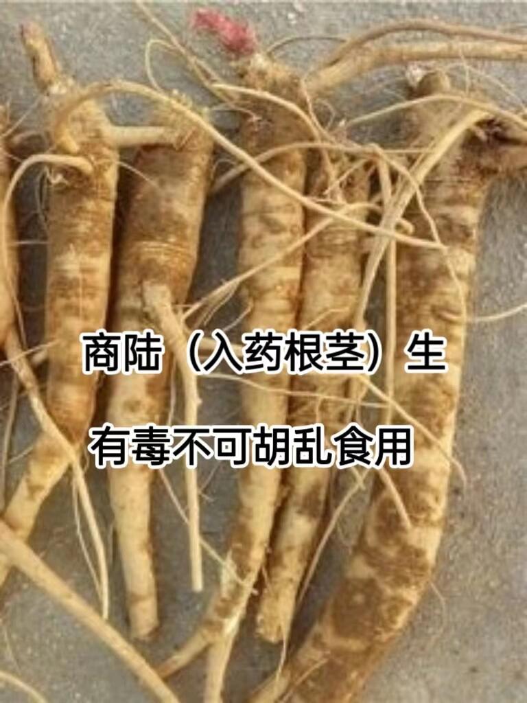 商陆的功效与作用用法图片