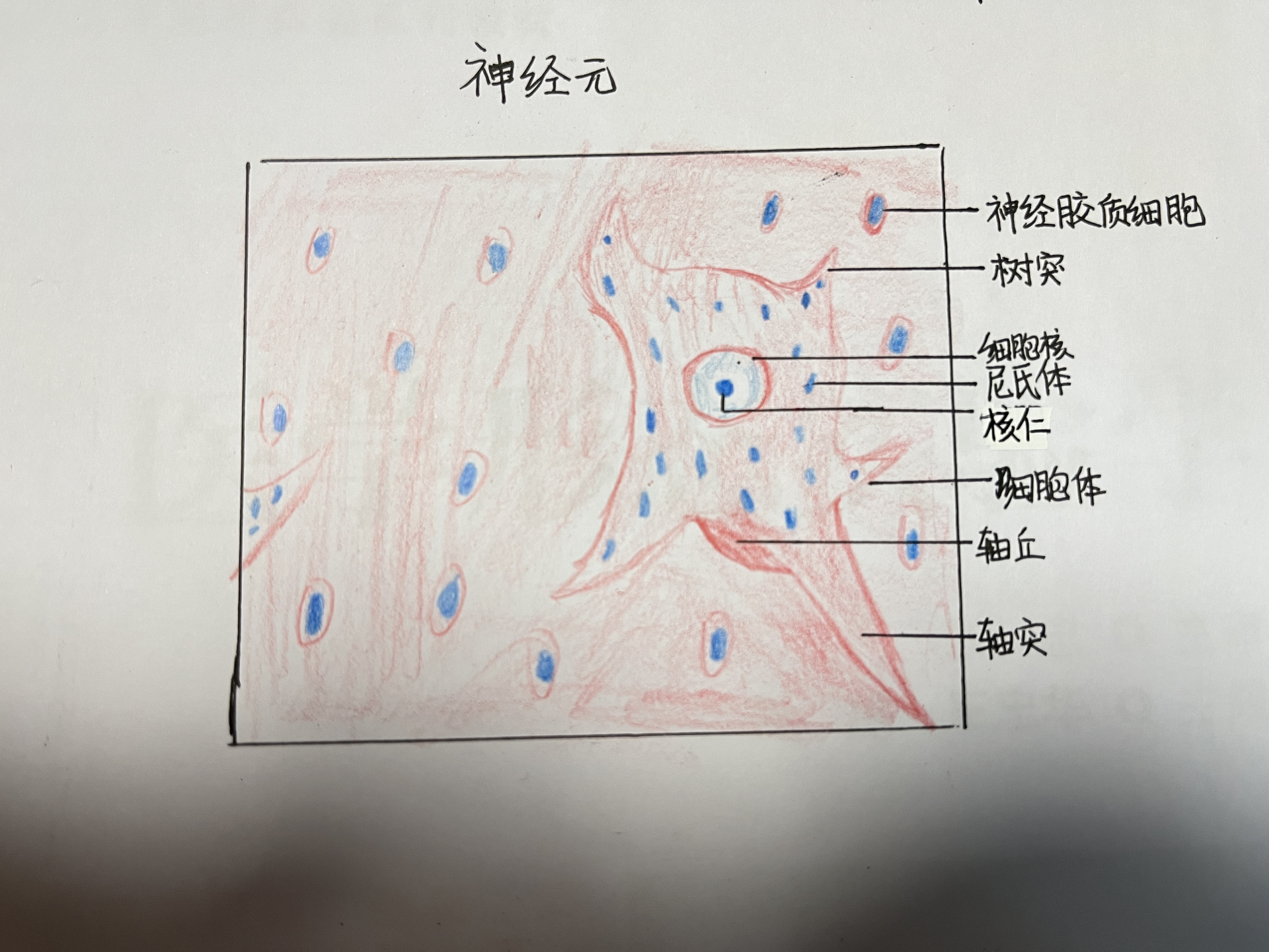 神经元结构 简图图片