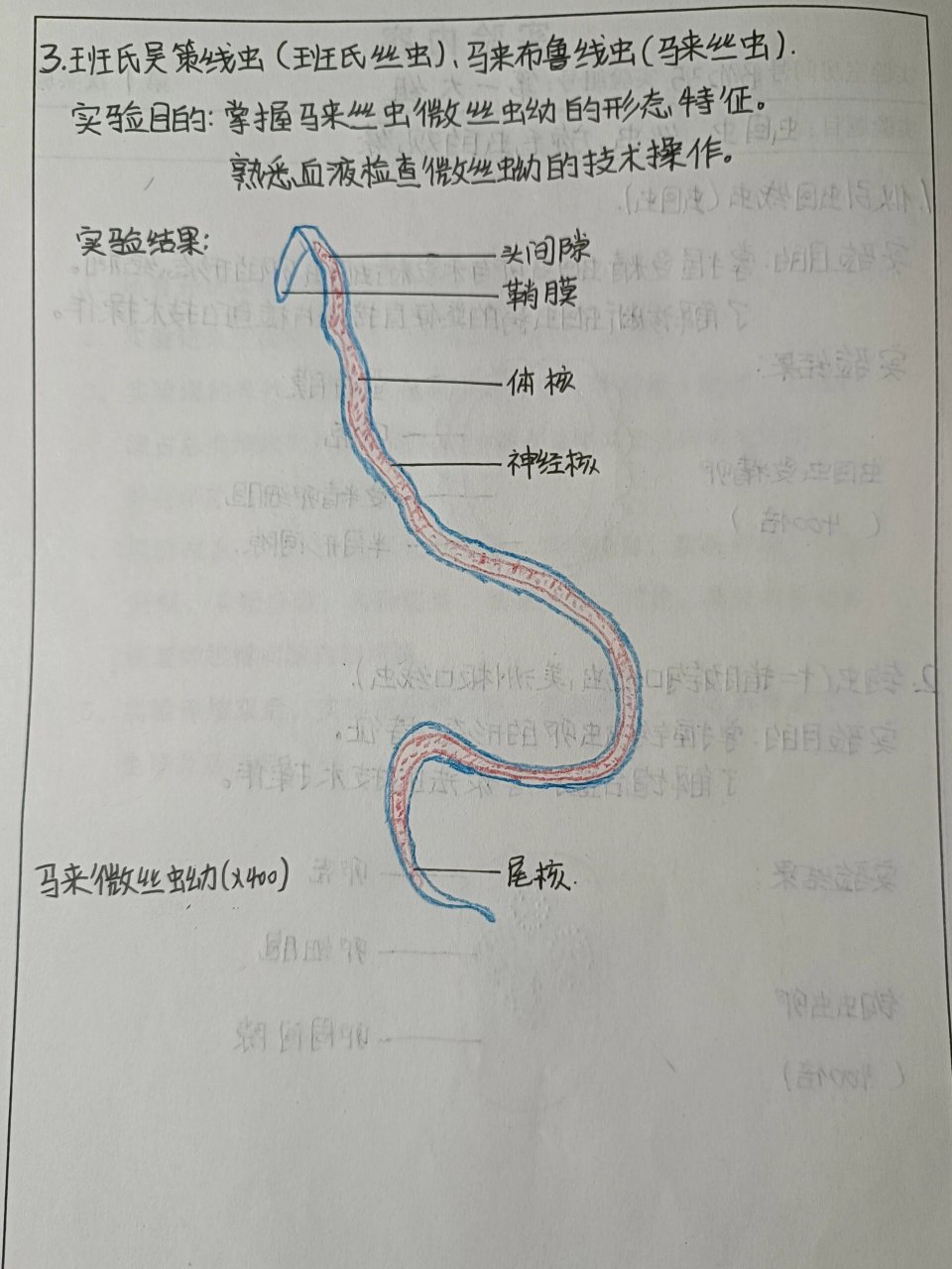 蛔虫成虫图片手绘图片