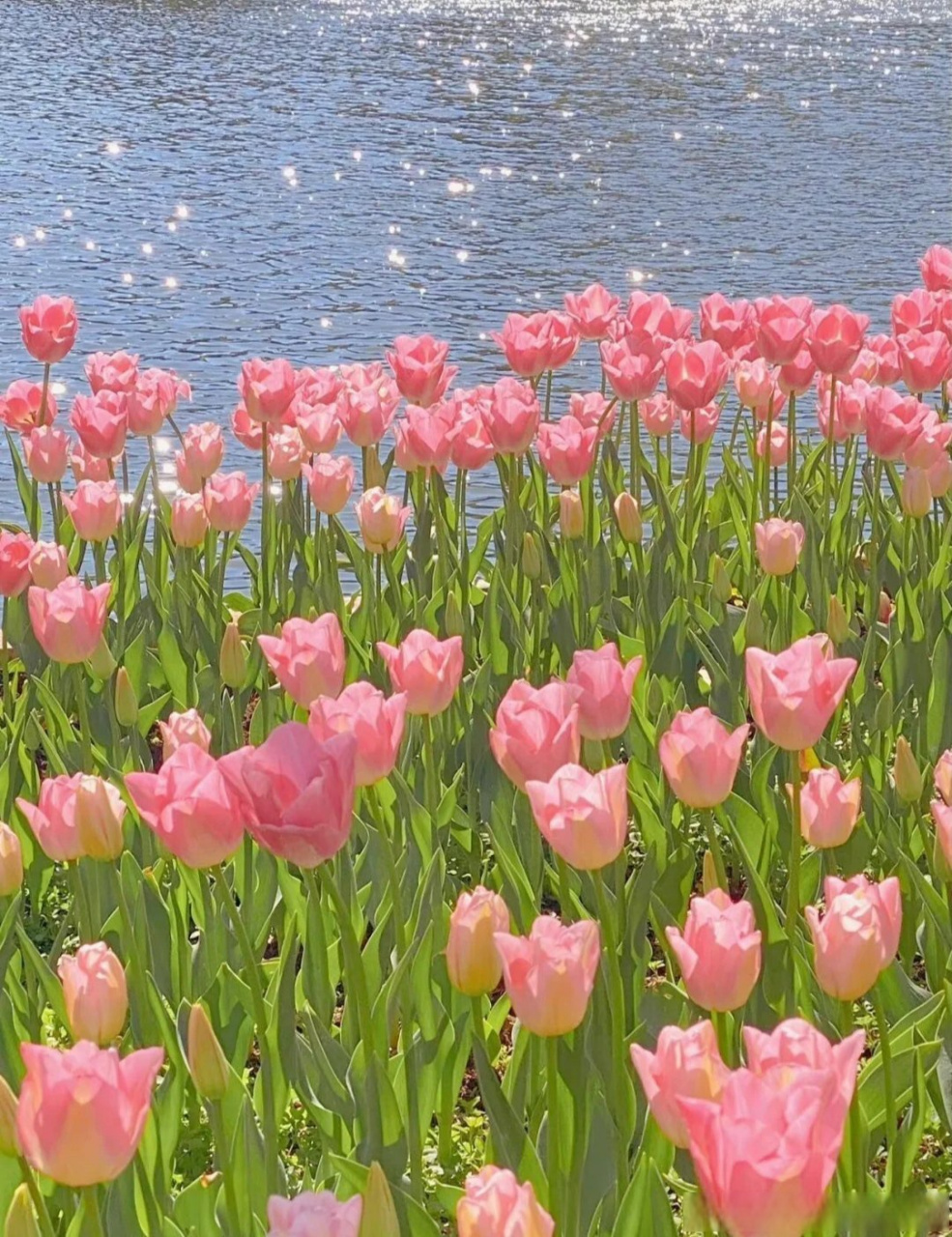 南小团微分享#  郁金香花语是:永久的爱94 (ps:图片来自网络)