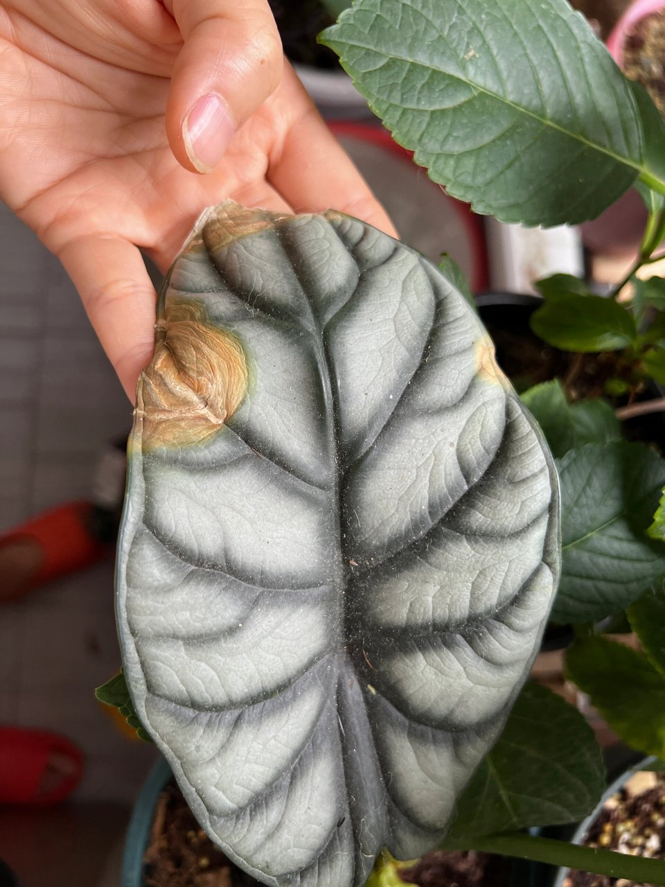 龙鳞海芋黄叶 我的龙鳞海芋是怎么了?