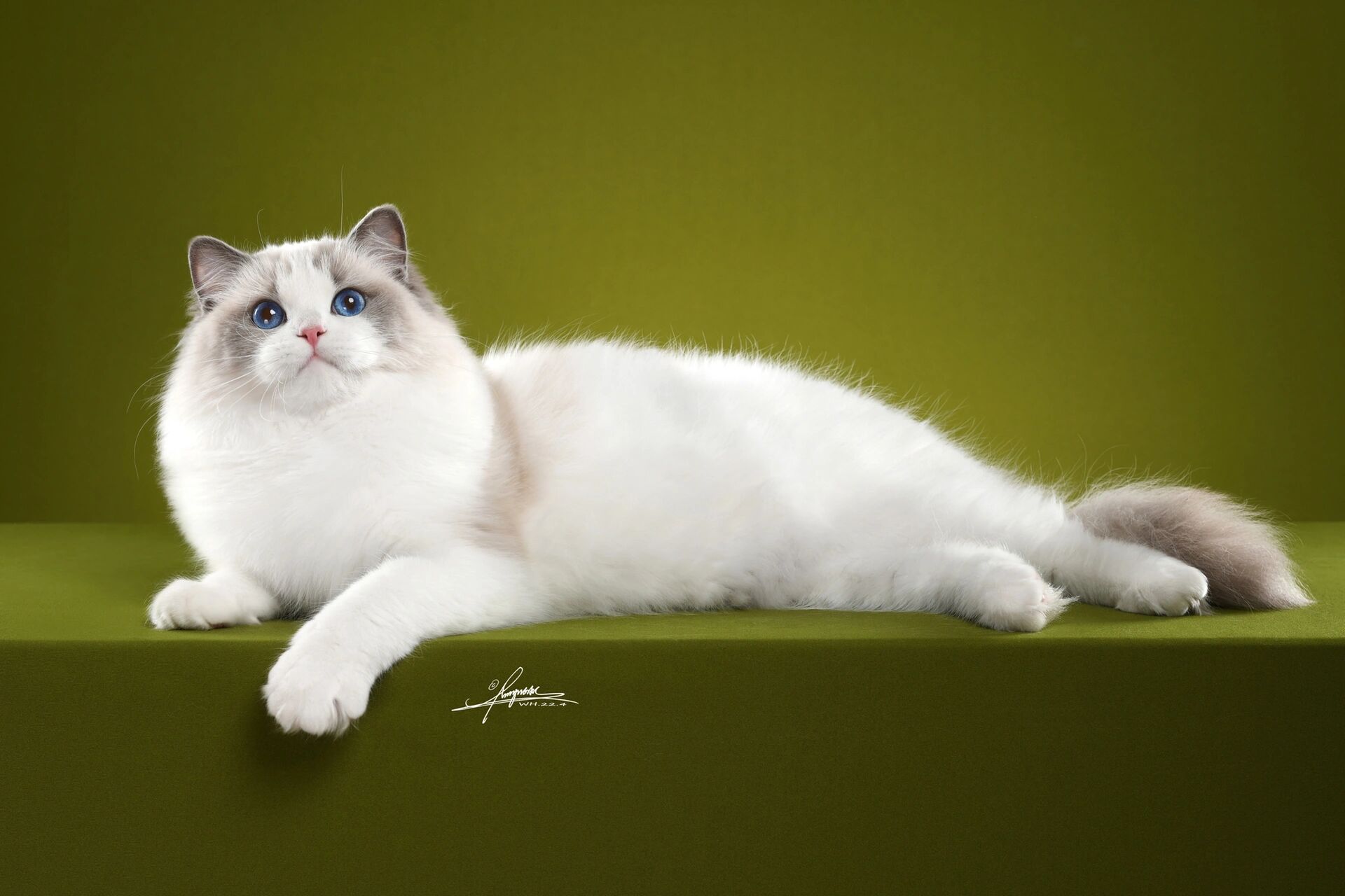 传统系布偶猫 传统系布偶猫这个叫法不晓得是怎么流传出来的,我只知道