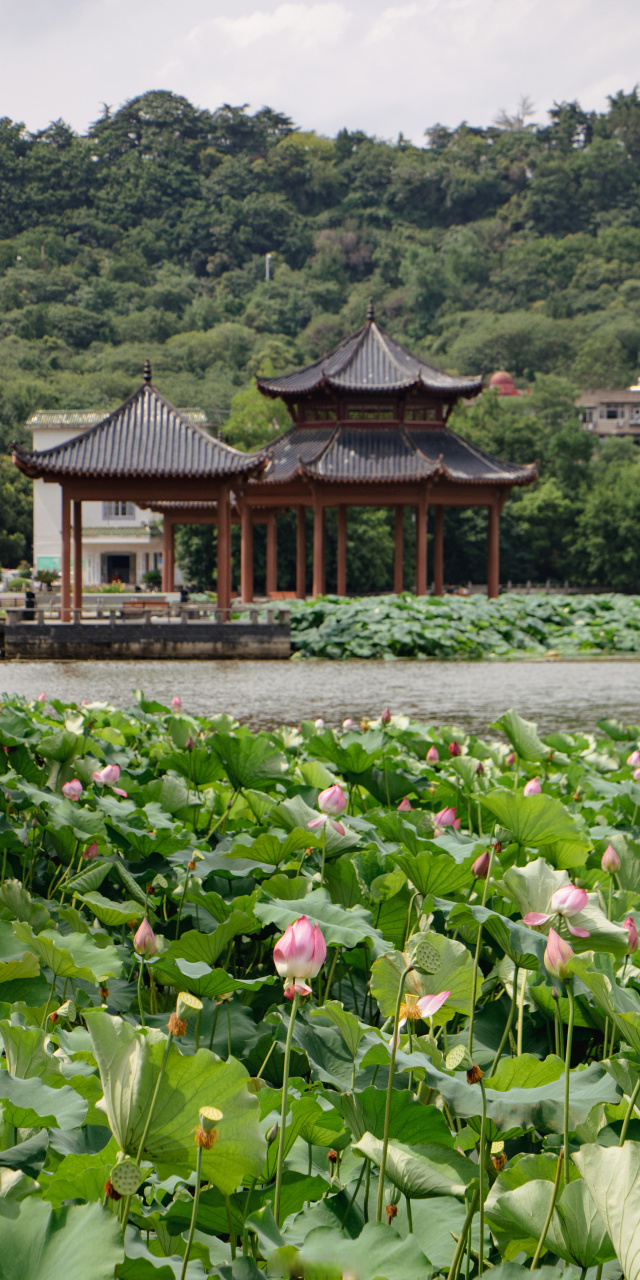 夏日炎炎,好运莲莲  坐标 | 汉阳莲花湖公园  #武汉荷你有约##遇见