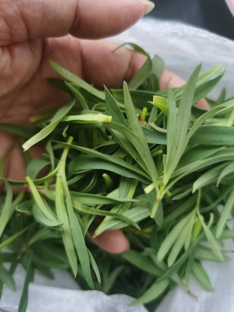 昨天在老家采了些山菜,实在是没想出怎么吃.