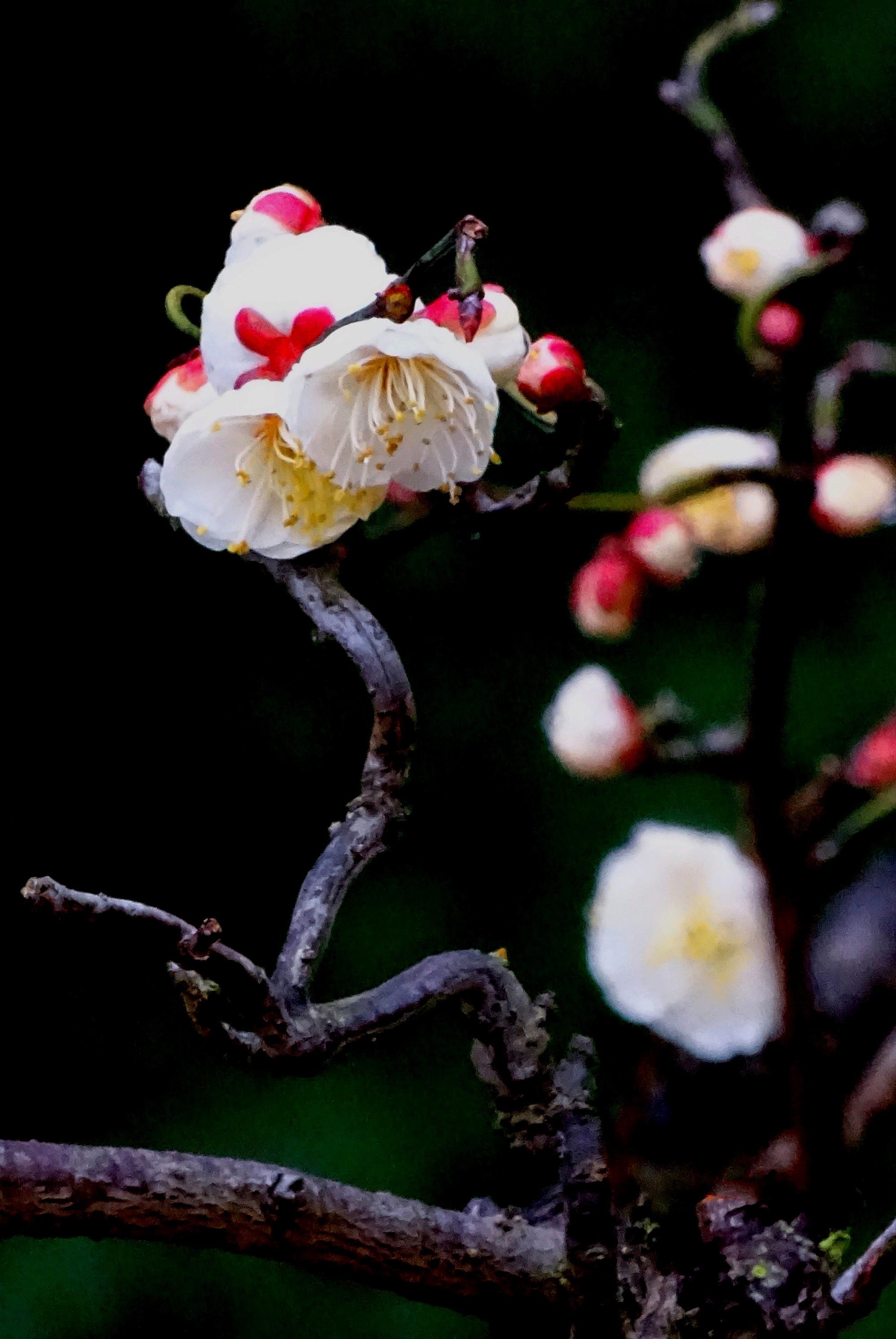 龙游梅花图片欣赏图片