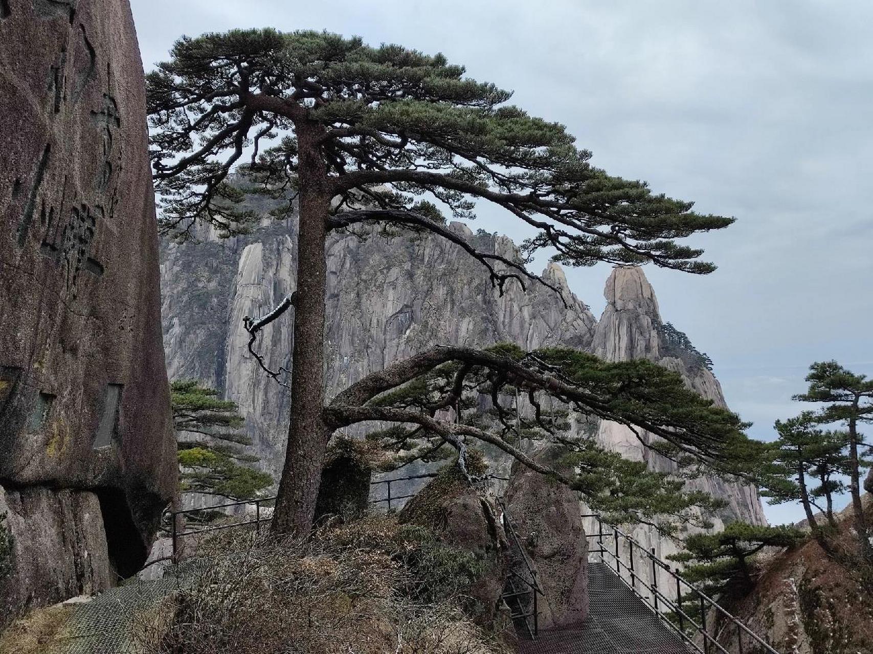 照片证实黄山迎客松是否塑料树 每次到黄山的时候,总有人会说,现在