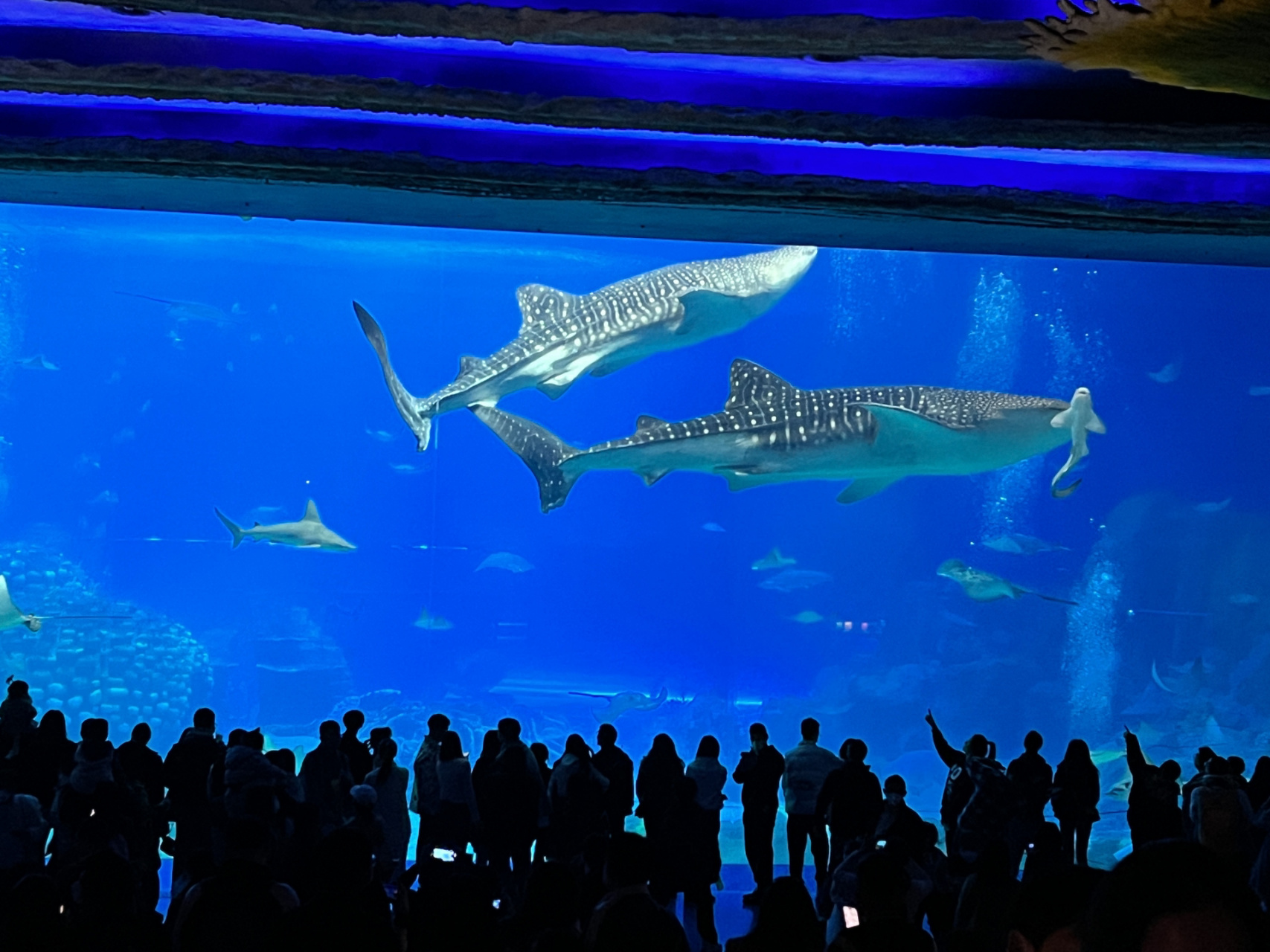 珠海长隆最大的鲸鲨走了 回到了自由的海 元旦刚在长隆被鲸鲨的魅力