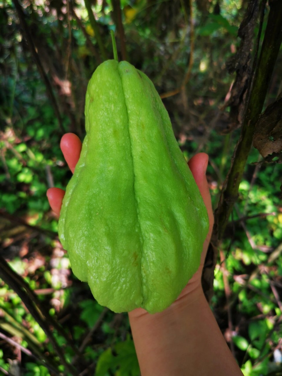 有认识这个是什么的吗? 我们这叫虎儿瓜 你们哪叫什么呢?