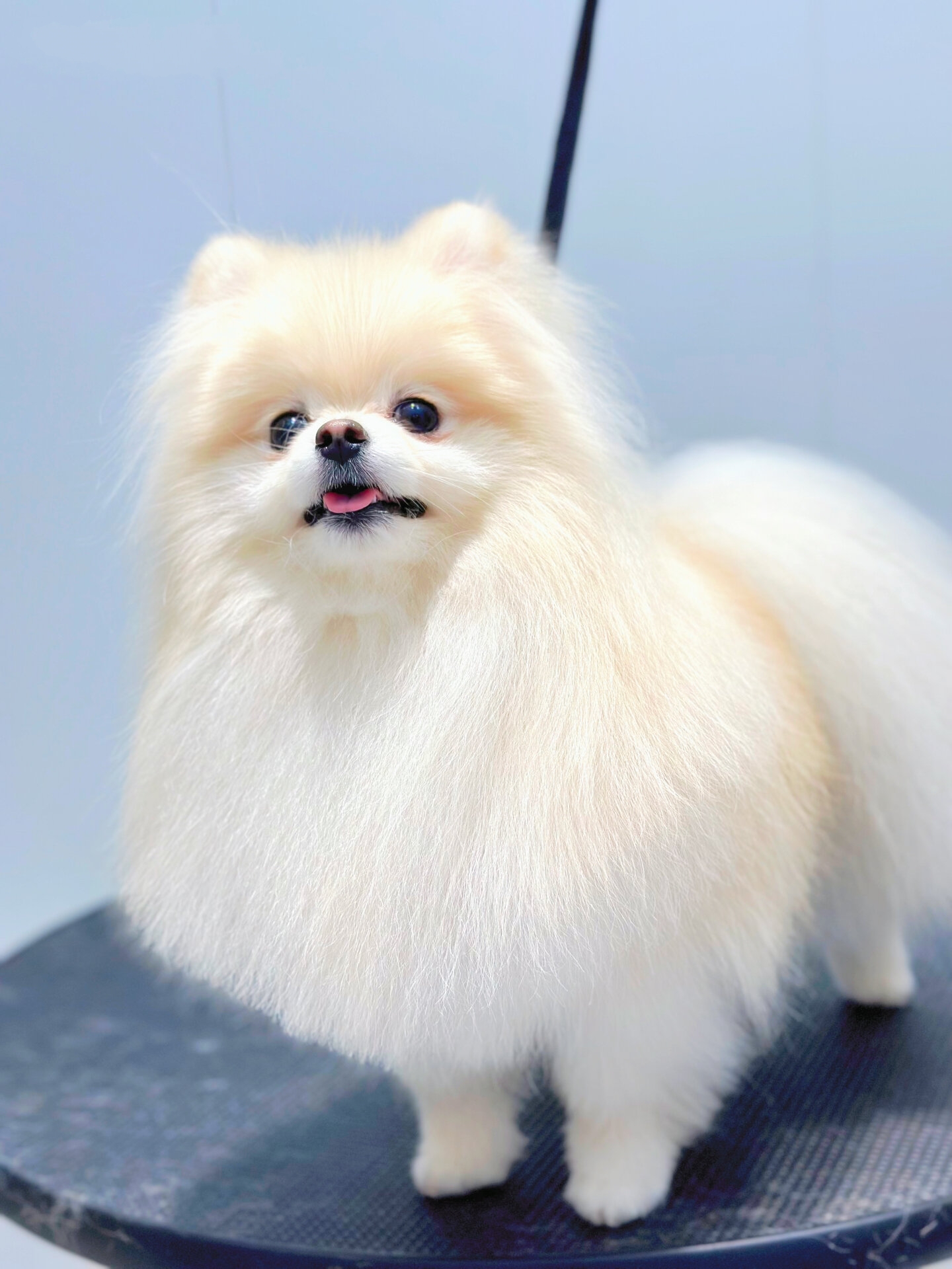 博美造型合集|"小白熊""小海豹"你要的都有