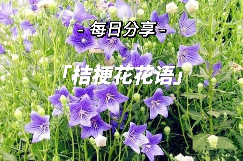 桔梗花花语 桔梗花 送花对象 情人