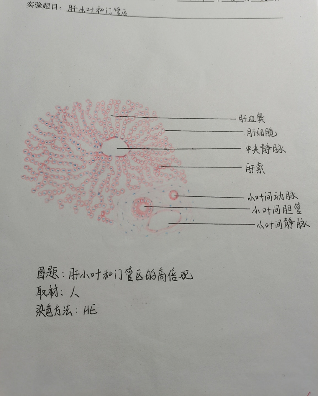 肝小叶和门管区 肝小叶和门管区的高倍观 红蓝铅笔手绘