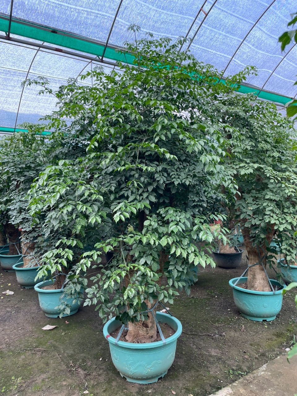 超大富贵树 超大富贵树