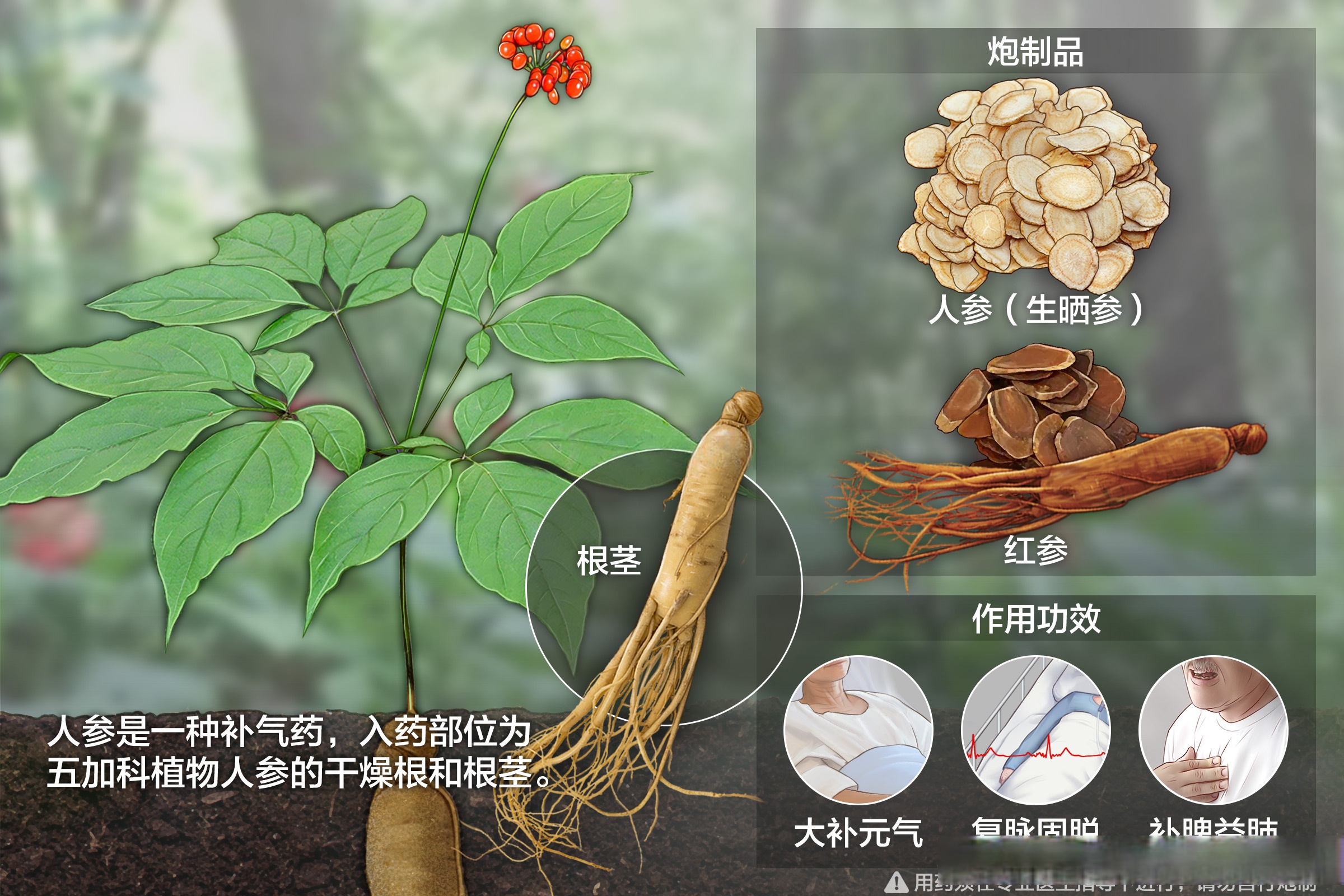 甘香子片药图片