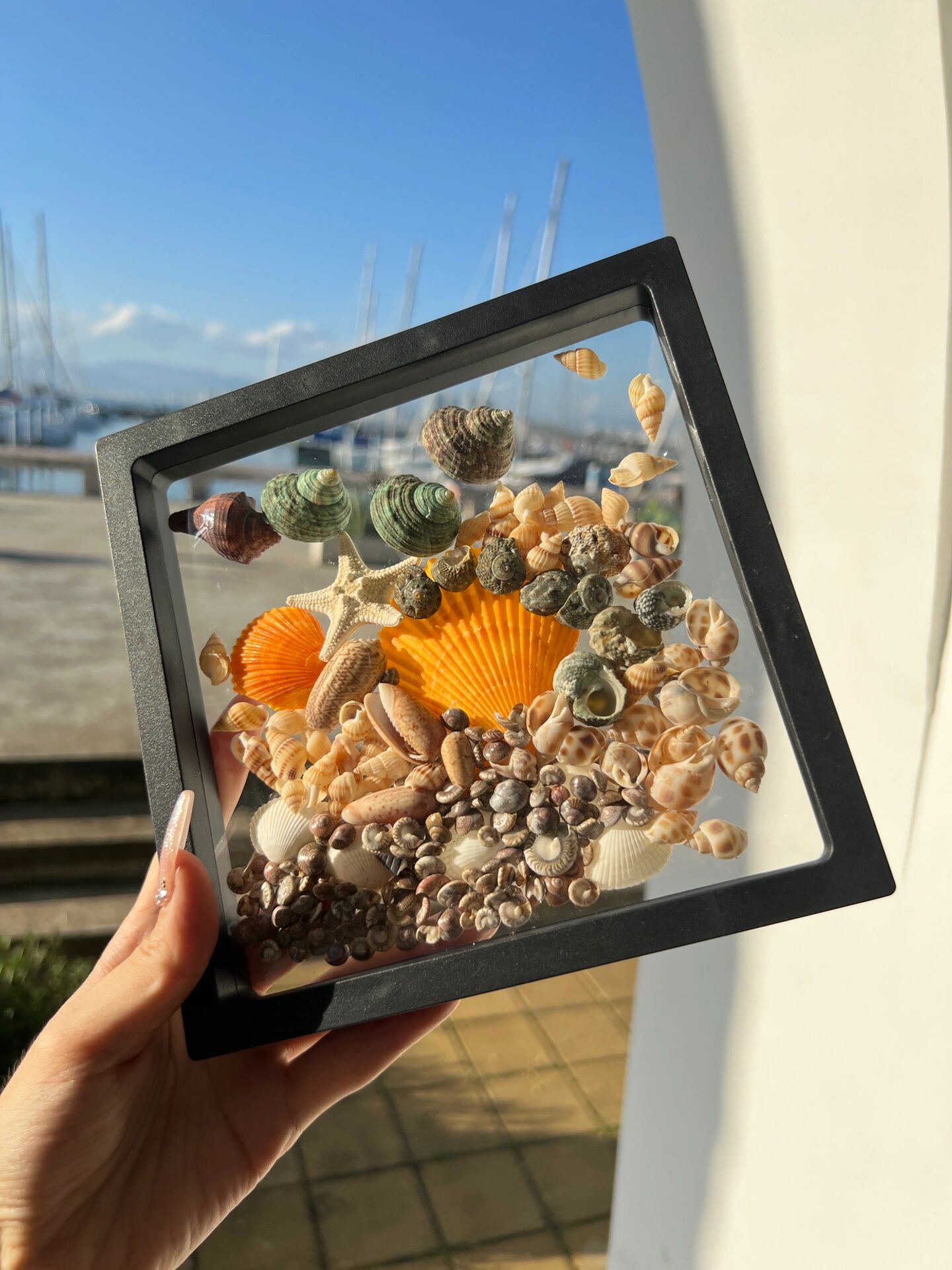 大海的馈赠 海南三亚伴手礼纪念品贝壳海螺 海南三亚旅游伴手礼纪念品