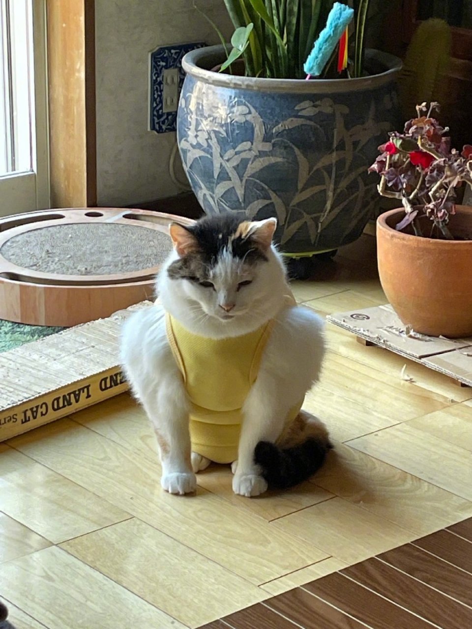 肌肉猫,你感受到力量了吗